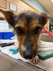 Shelter Stray Female Dog last seen Near BLOCK MARKHAM ST, PERRIS, CA, 6851 Van Buren Boulevard, Jurupa Valley, CA 92509, USA