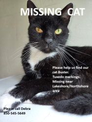 Lost Male Cat last seen Lakeshore Drive, Tallahassee, FL 32312