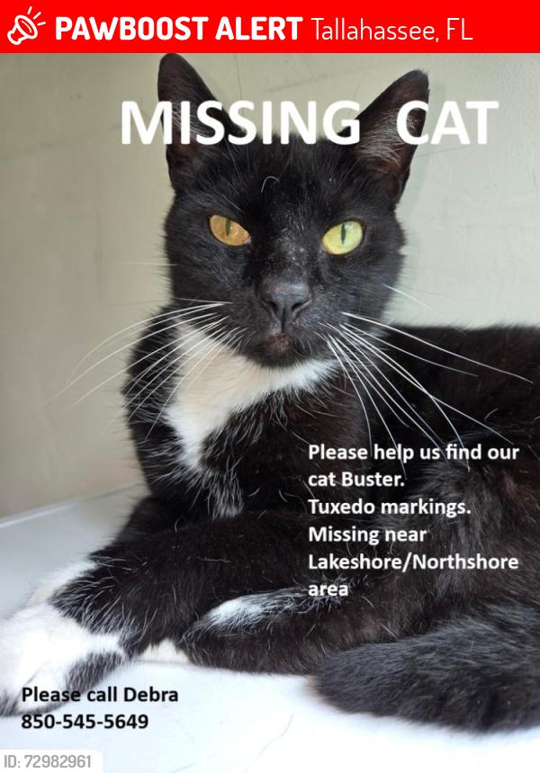 Lost Male Cat last seen Lakeshore Drive, Tallahassee, FL 32312
