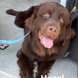 Shelter Stray Female Dog last seen , 14409 Vanowen St, Van Nuys, CA 91405, USA