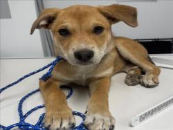 Shelter Stray Male Dog last seen , 14409 Vanowen St, Van Nuys, CA 91405, USA