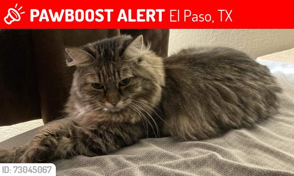 Lost Female Cat last seen Near Silvestre Rd., El Paso, TX 79907