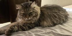 Lost Female Cat last seen Near Silvestre Rd., El Paso, TX 79907
