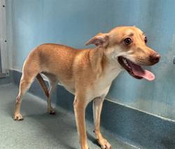Shelter Stray Unknown Dog last seen , 4275 Elton St, Baldwin Park, CA 91706, USA
