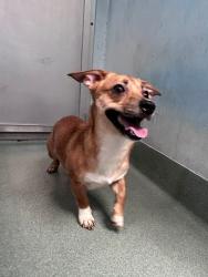 Shelter Stray Unknown Dog last seen , 4275 Elton St, Baldwin Park, CA 91706, USA