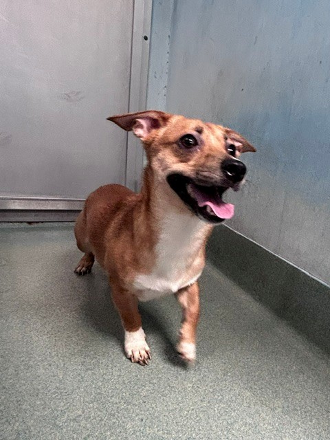 Shelter Stray Unknown Dog last seen , 4275 Elton St, Baldwin Park, CA 91706, USA