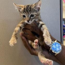 Shelter Stray Female Cat last seen , 4710 TX-151, San Antonio, TX 78227, USA