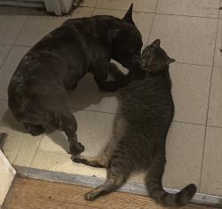 Reunited Male Cat last seen Grisdale and Clarke, Roslyn, PA 19001