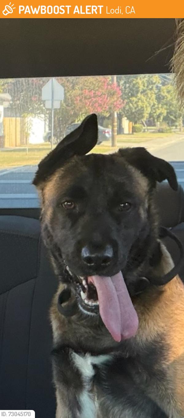 Found/Stray Male Dog last seen Lodi, Lodi, CA 95258