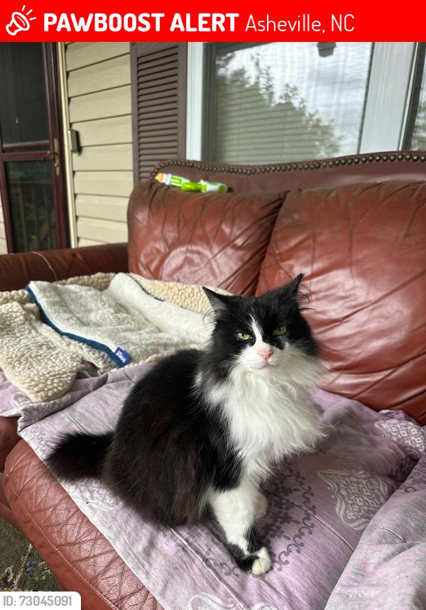 Lost Female Cat last seen Peeler drive and Broadview dr, Asheville, NC 28803