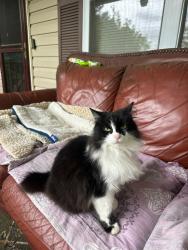 Lost Female Cat last seen Peeler drive and Broadview dr, Asheville, NC 28803