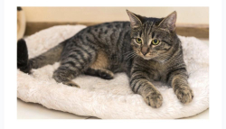 Found/Stray Unknown Cat last seen North El Capitan Way and West Alexander Road, Las Vegas, NV 89129
