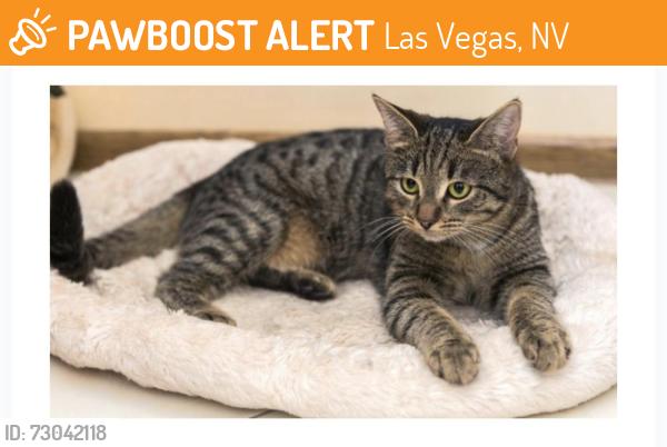 Found/Stray Unknown Cat last seen North El Capitan Way and West Alexander Road, Las Vegas, NV 89129