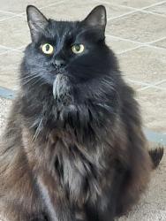 Lost Female Cat last seen Roseann dr, Martinez, CA 94553
