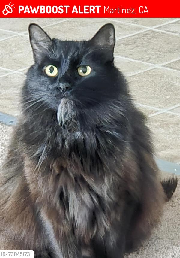 Lost Female Cat last seen Roseann dr, Martinez, CA 94553