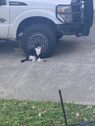 Found/Stray Unknown Cat last seen Dunraven Drive and Edenshire, Knoxville, TN 37922