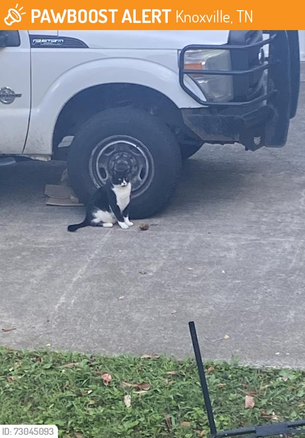 Found/Stray Unknown Cat last seen Dunraven Drive and Edenshire, Knoxville, TN 37922