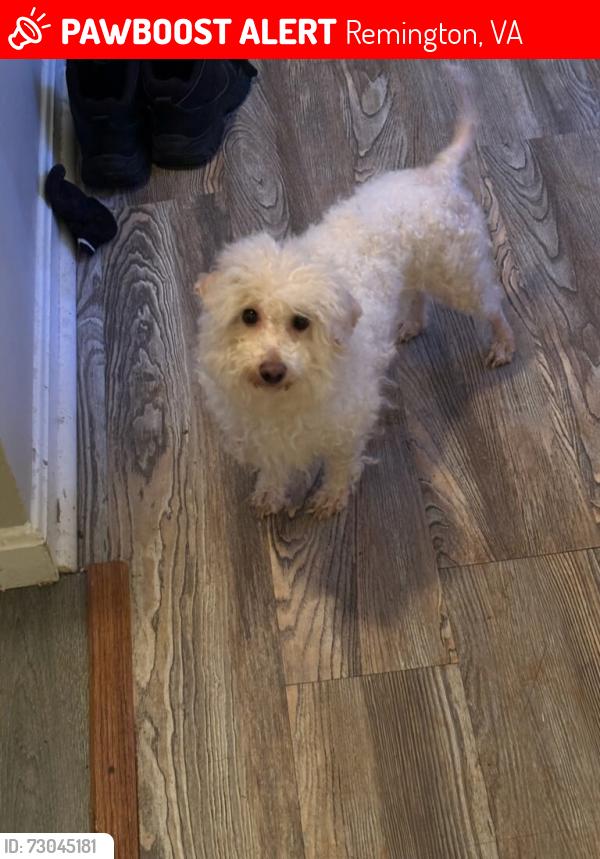 Lost Female Dog last seen Near cardinal drive Remington, VA 22734, Remington, VA 22734