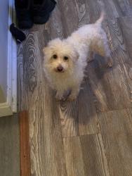 Lost Female Dog last seen Near cardinal drive Remington, VA 22734, Remington, VA 22734