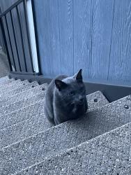 Found/Stray Male Cat last seen Barringer square apmts, Houston, TX 77062