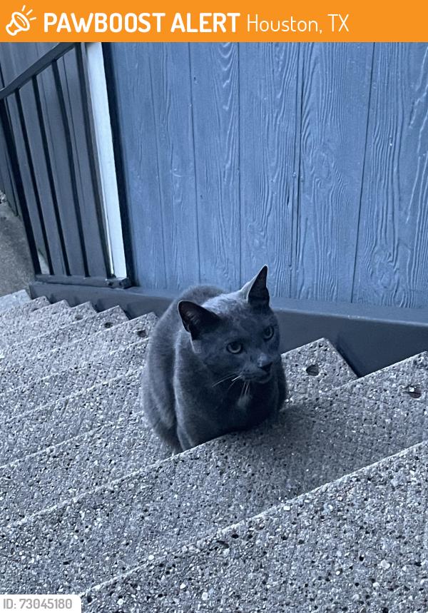 Found/Stray Male Cat last seen Barringer square apmts, Houston, TX 77062