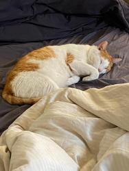 Lost Male Cat last seen Maxwell and Birdsall, Oakland, CA 94619