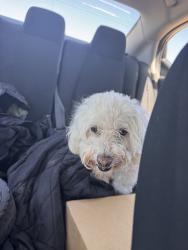 Found/Stray Female Dog last seen Rainbow and Southern, Rio Rancho, NM 87124