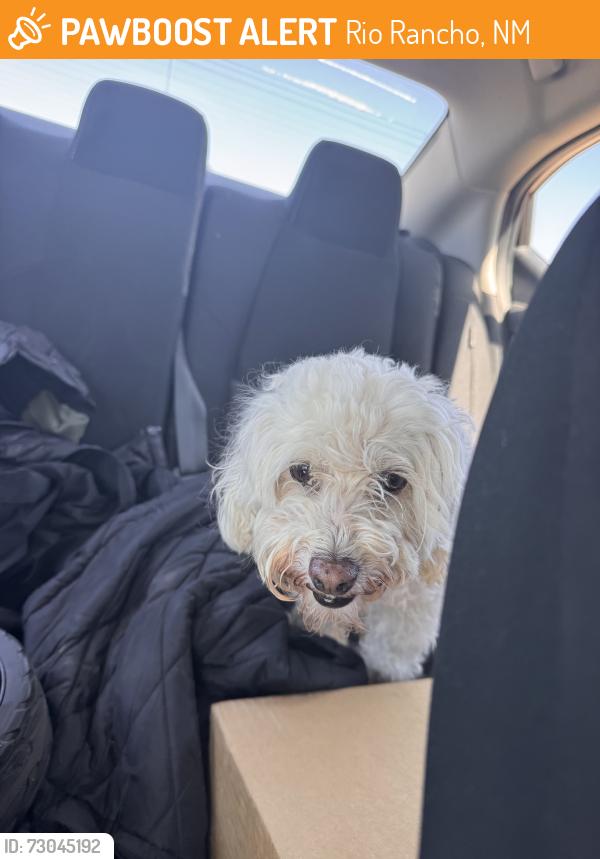 Found/Stray Female Dog last seen Rainbow and Southern, Rio Rancho, NM 87124