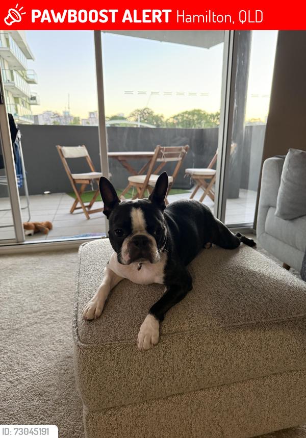 Lost Male Dog last seen Allen st hse , Hamilton, QLD 4007