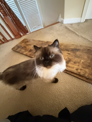 Lost Female Cat last seen Brooke Farm Court, Woodbridge, VA 22192