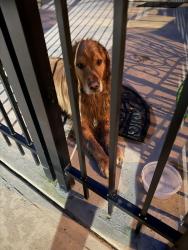 Reunited Unknown Dog last seen Bridgegate Ct and Spalding Drive , Atlanta, GA 30350