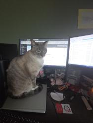Reunited Male Cat last seen Quebec and University , Highlands Ranch, CO 80130