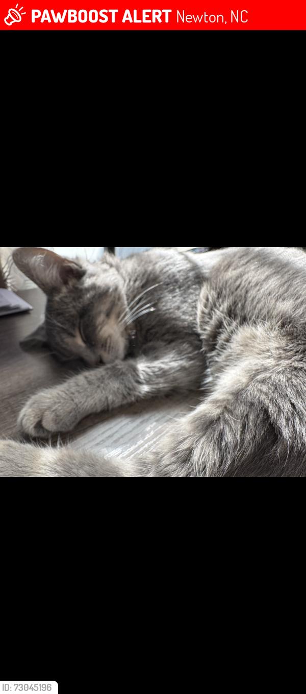 Lost Male Cat last seen Robinson Road about 2 miles down from Target— Hickory, NC, Newton, NC 28658