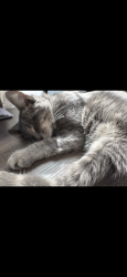 Lost Male Cat last seen Robinson Road about 2 miles down from Target— Hickory, NC, Newton, NC 28658