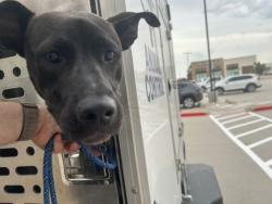 Shelter Stray Female Dog last seen Near SIERRA SPRINGS LN, South District, TX, 355 Hillshire Dr, Haslet, TX 76052, USA