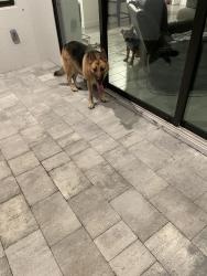 Reunited Female Dog last seen Joe stonis park , Cape Coral, FL 33991