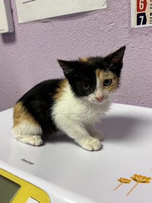 Shelter Stray Female Cat last seen 851Darrington Rd, Horizon, TX, 5001 Fred Wilson Ave, El Paso, TX 79906, USA