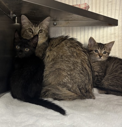 Shelter Stray Female Cat last seen Near Creekford Drive, Lithonia 30058, 30058, GA, 3280 Chamblee Dunwoody Rd, Chamblee, GA 30341, USA