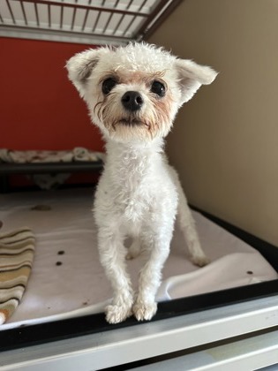 Shelter Stray Female Dog last seen Near 35th st & high school, Oakland, CA, 1101 29th Ave, Oakland, CA 94601, USA