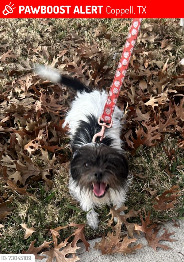 Lost Female Dog last seen E. Sandy Lake and Meadow Run Circle, Coppell, TX 75019