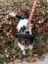Lost Female Dog last seen E. Sandy Lake and Meadow Run Circle, Coppell, TX 75019