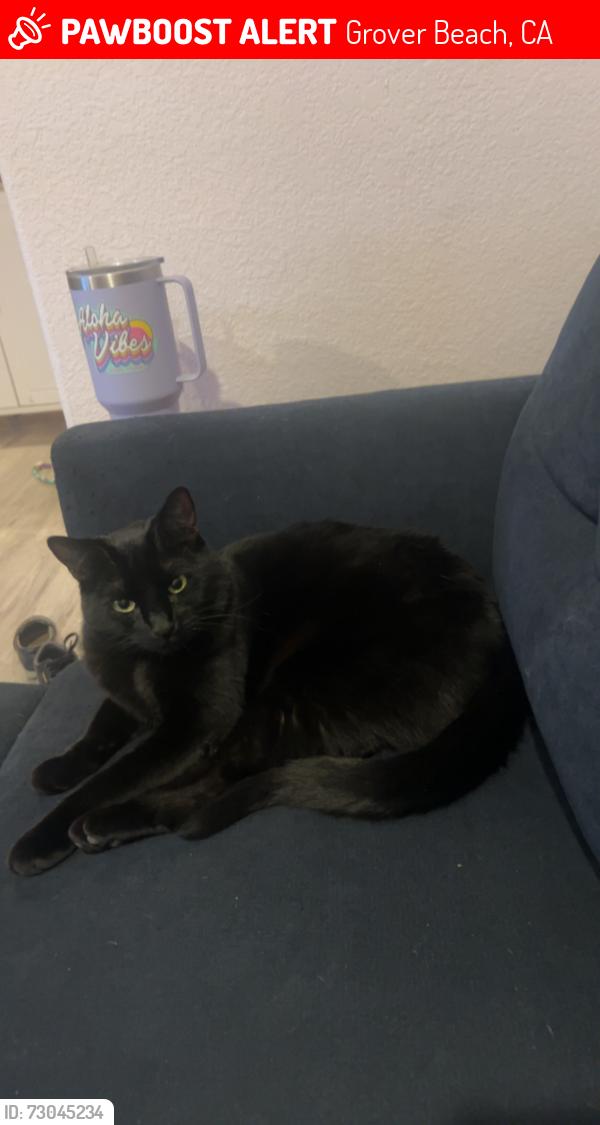 Lost Female Cat last seen Oak Park Blvd, Grover Beach, CA 93433