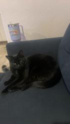 Lost Female Cat last seen Oak Park Blvd, Grover Beach, CA 93433