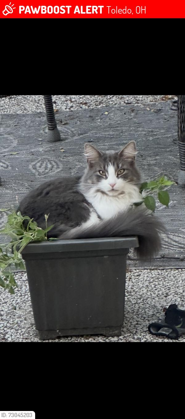Lost Male Cat last seen Royal Haven Drive & Meadowlark Ave, Toledo, OH 43614