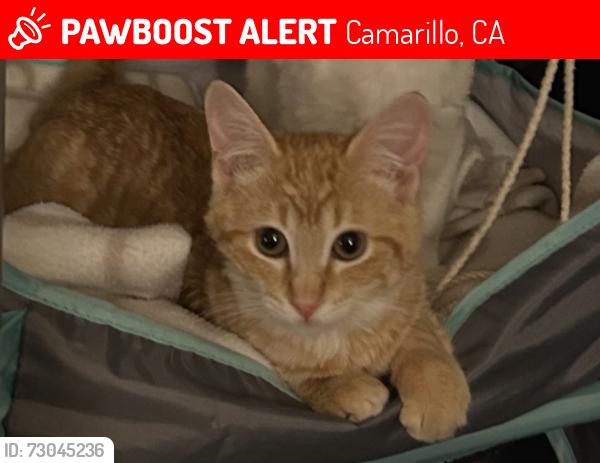 Lost Female Cat last seen Santa Rosa rd, Camarillo, CA 93012