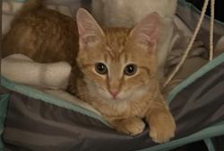 Lost Female Cat last seen Santa Rosa rd, Camarillo, CA 93012