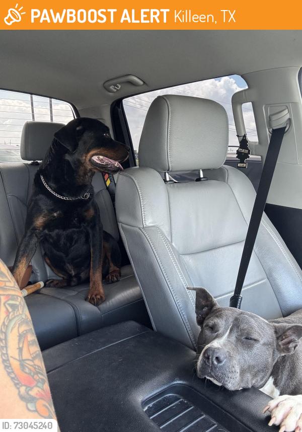 Found/Stray Male Dog last seen Dollar tree, Killeen, TX 76549