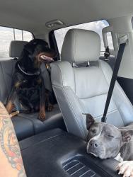 Found/Stray Male Dog last seen Dollar tree, Killeen, TX 76549