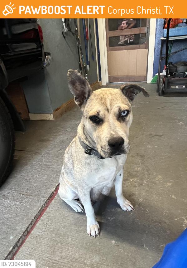 Found/Stray Female Dog last seen Virginia St., Corpus Christi, TX 78405
