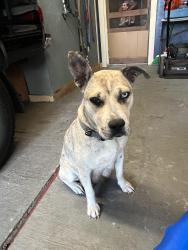 Found/Stray Female Dog last seen Virginia St., Corpus Christi, TX 78405